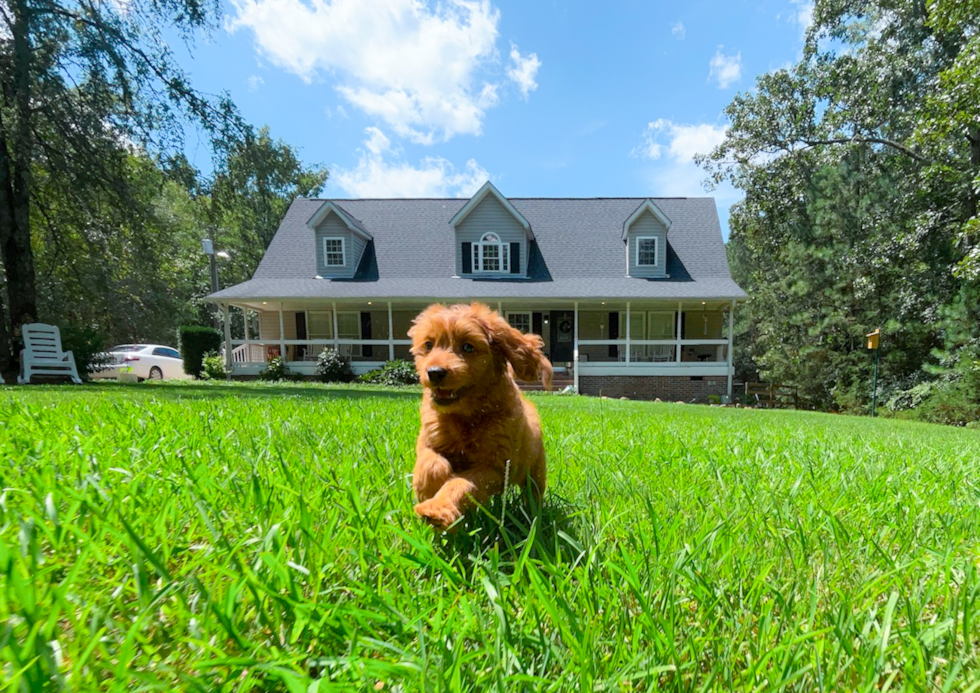 Cute Cavapoo Poodle Mix Pup