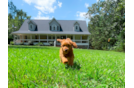 Cute Cavapoo Poodle Mix Pup