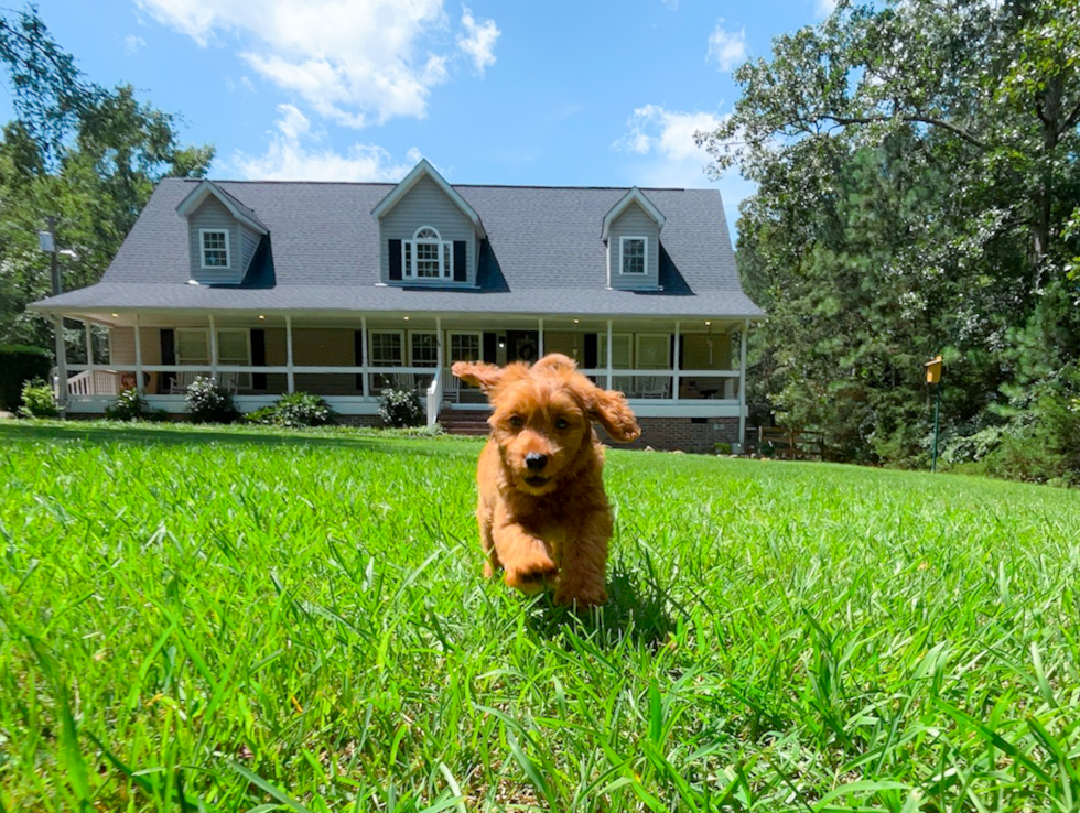 Cute Cavapoo Poodle Mix Pup