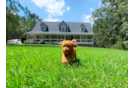 Cute Cavapoo Baby