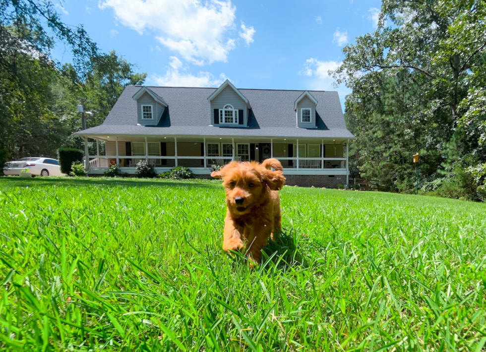 Cute Cavapoo Baby
