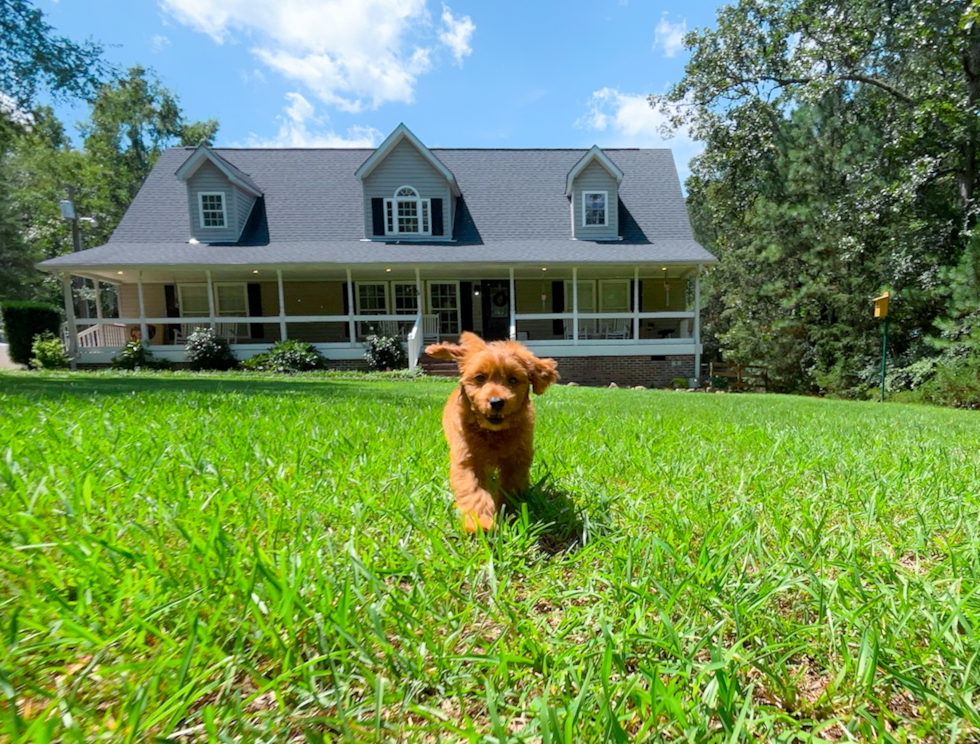 Cute Cavapoo Baby