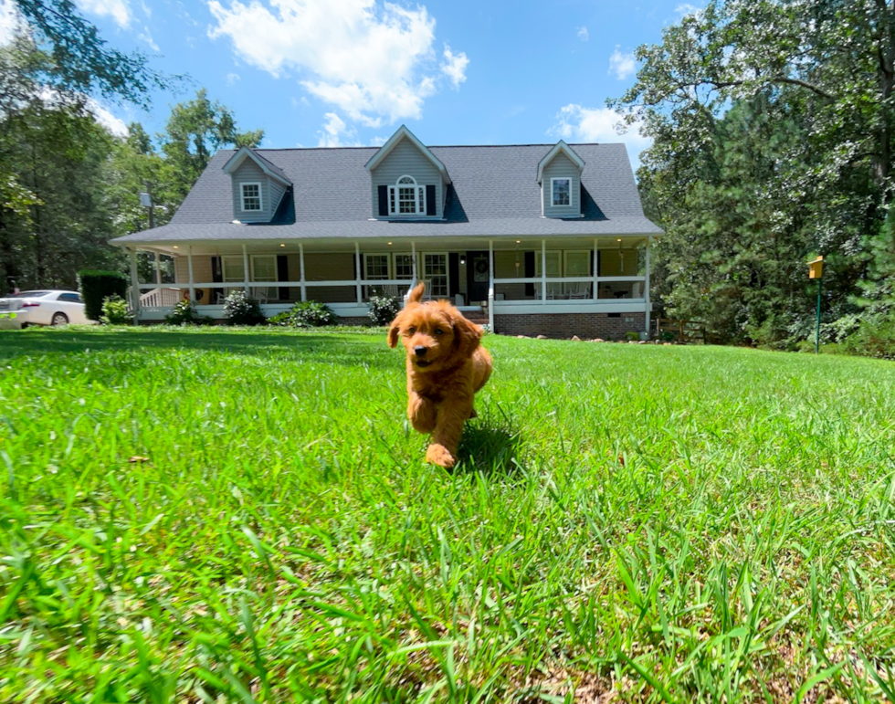 Best Cavapoo Baby