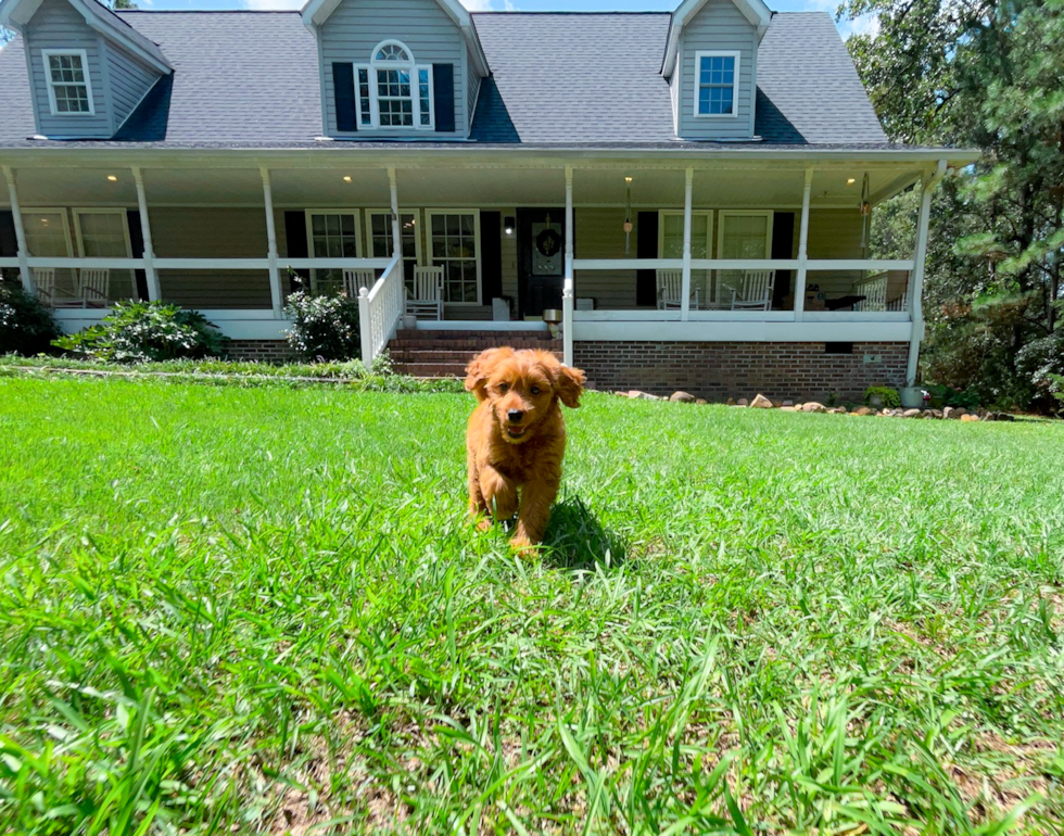 Cute Cavapoo Poodle Mix Pup