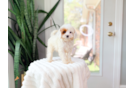 Cavapoo Pup Being Cute