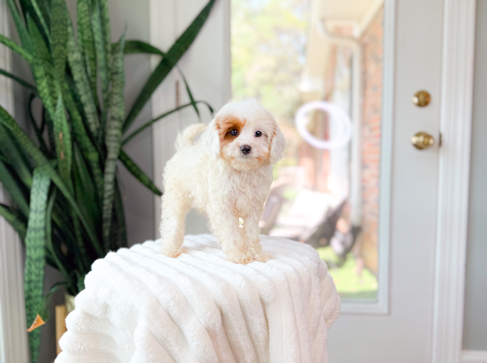 Cavapoo Pup Being Cute