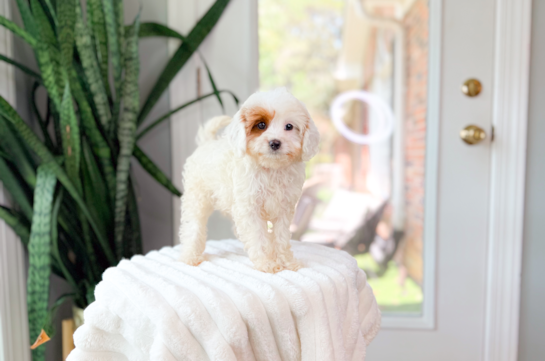 Best Cavapoo Baby