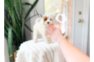 Cute Cavapoo Poodle Mix Pup