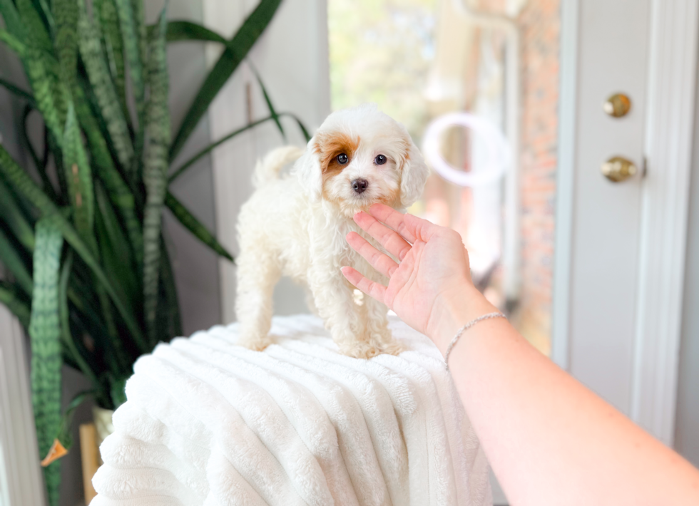 Cute Cavapoo Poodle Mix Pup
