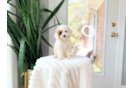 Cute Cavapoodle Poodle Mix Puppy