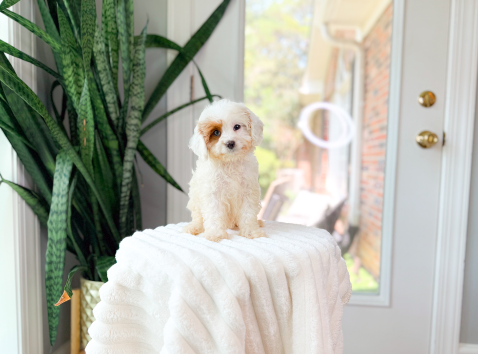 Cute Cavapoodle Poodle Mix Puppy