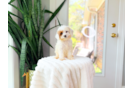 Cute Cavipoo Poodle Mix Puppy