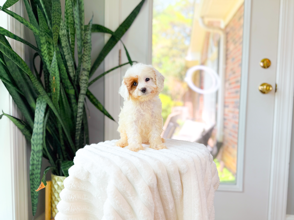 Cute Cavipoo Poodle Mix Puppy