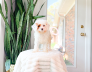 13 week old Cavapoo Puppy For Sale - Simply Southern Pups
