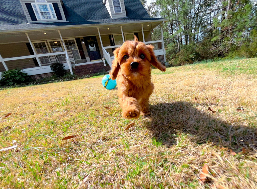 Cute Cavadoodle Poodle Mix Puppy