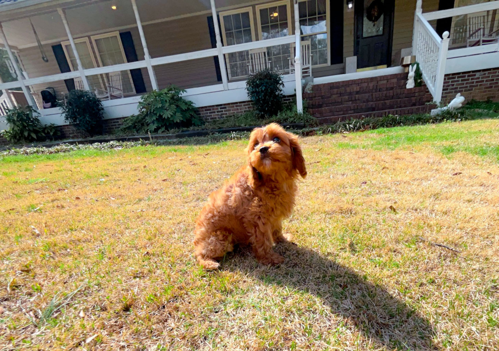 Cute Cavapoodle Poodle Mix Puppy