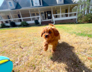 9 week old Cavapoo Puppy For Sale - Simply Southern Pups