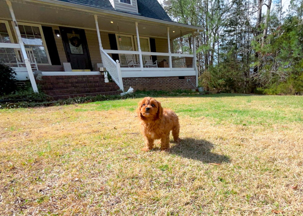 Cavapoo Pup Being Cute