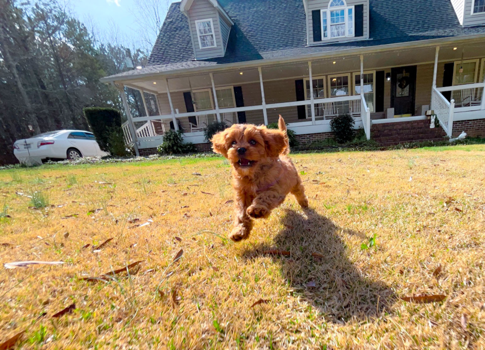 Cavapoo Puppy for Adoption