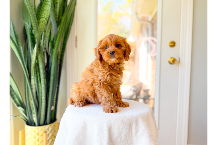 Cavapoo Puppy for Adoption