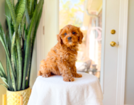 9 week old Cavapoo Puppy For Sale - Simply Southern Pups
