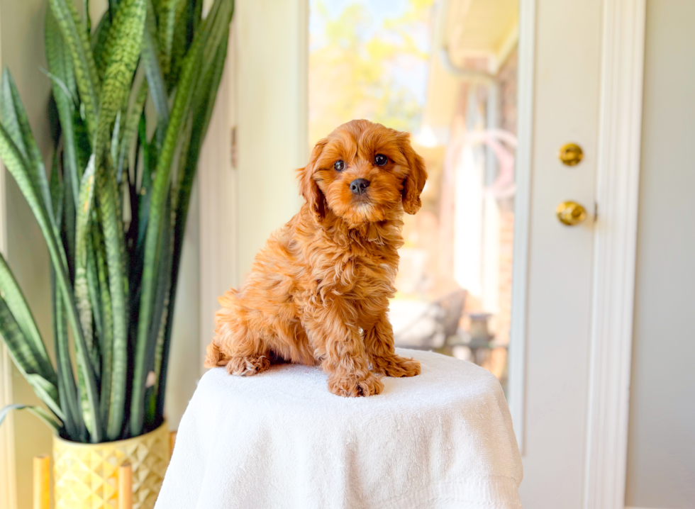Cavapoo Puppy for Adoption