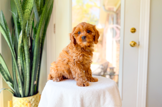 Cavapoo Puppy for Adoption
