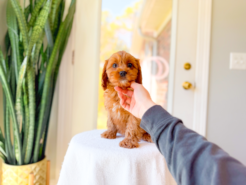 Cute Cavapoo Baby