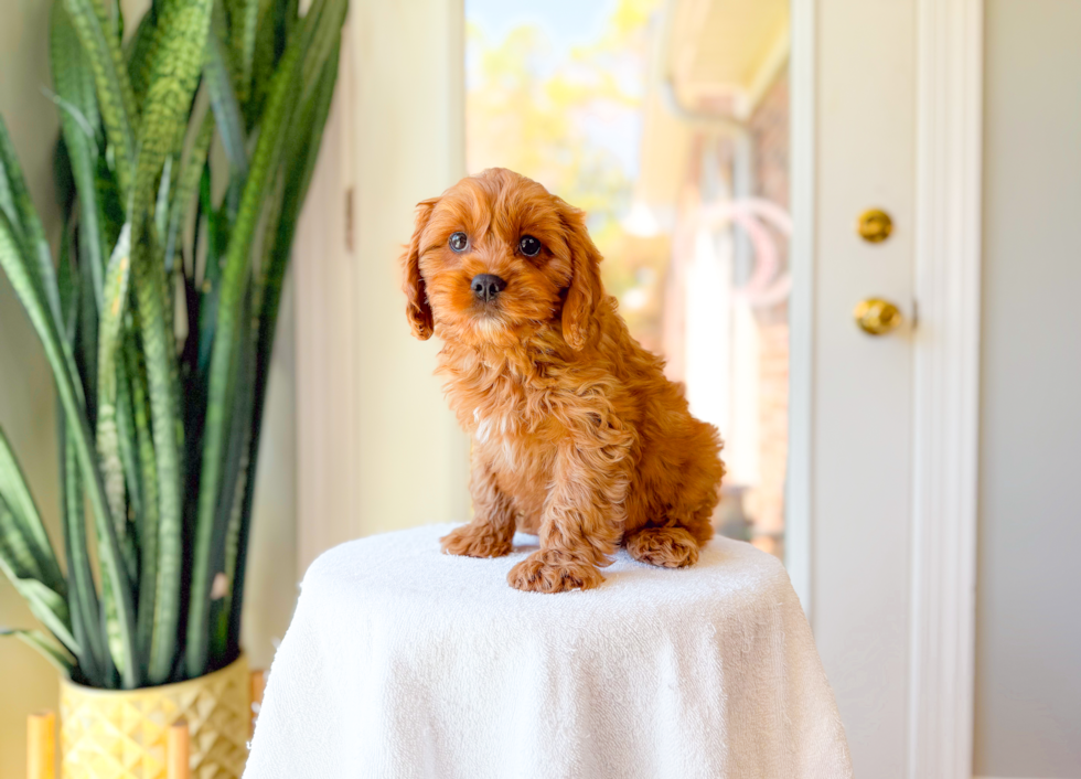 Cute Cavipoo Poodle Mix Puppy