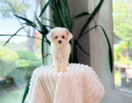 13 week old Cavapoo Puppy For Sale - Simply Southern Pups