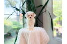 Cute Cavapoo Poodle Mix Pup