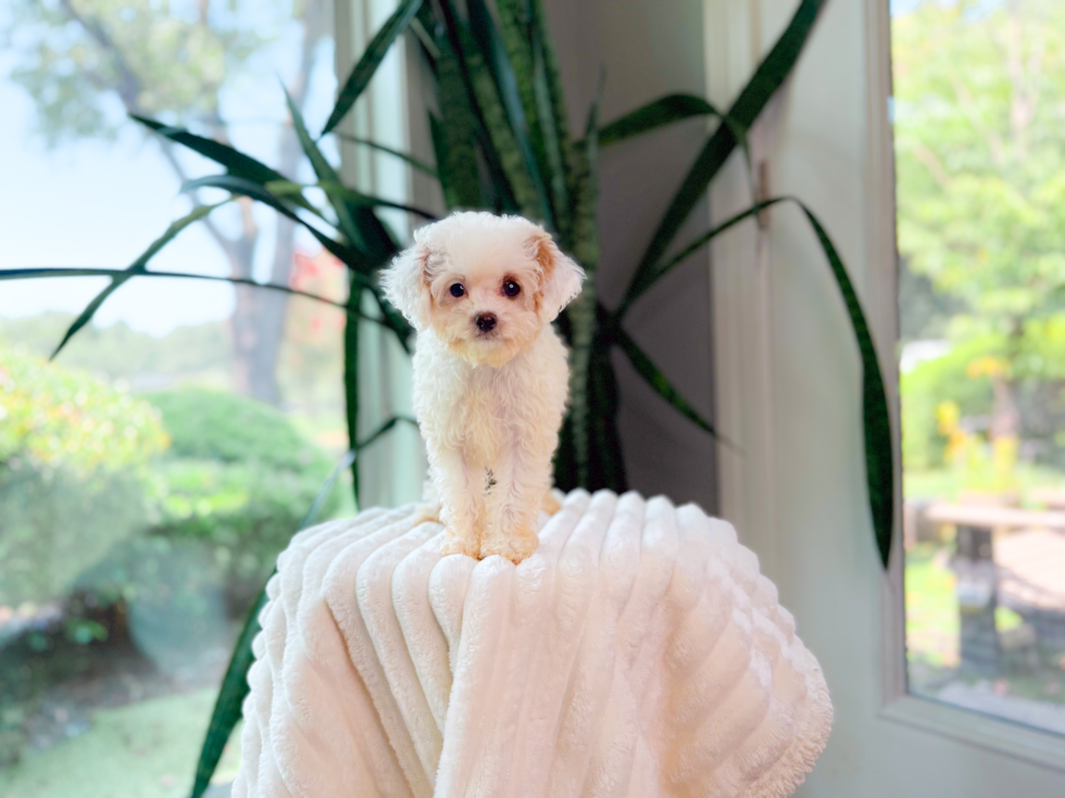 Cute Cavapoo Poodle Mix Pup
