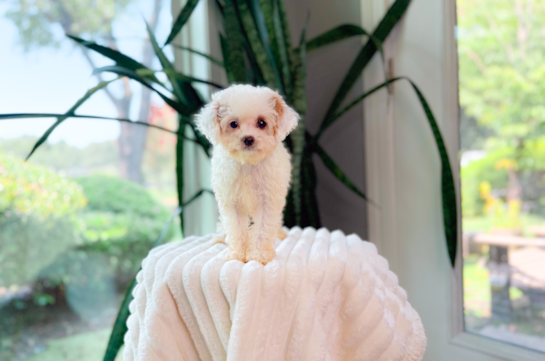 Cute Cavapoo Poodle Mix Pup
