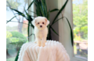 Cavapoo Pup Being Cute