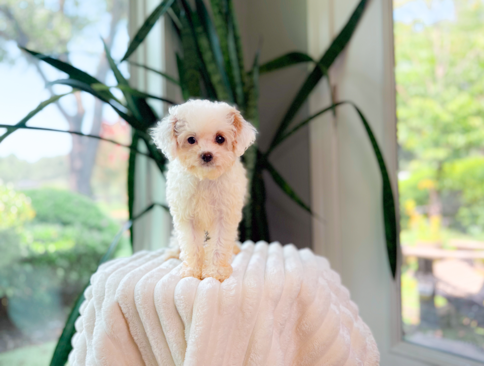 Cavapoo Pup Being Cute