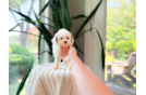 Cute Cavalier King Charles Spaniel and Poodle Mix Poodle Mix Puppy