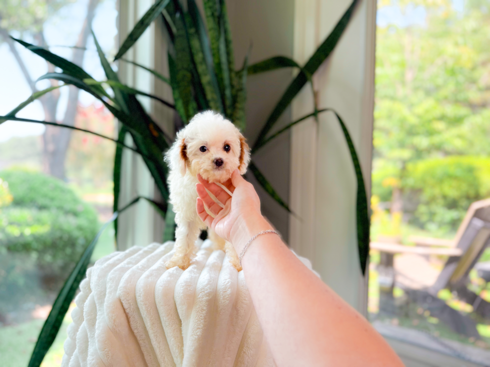 Cute Cavalier King Charles Spaniel and Poodle Mix Poodle Mix Puppy