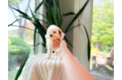 Cavapoo Puppy for Adoption