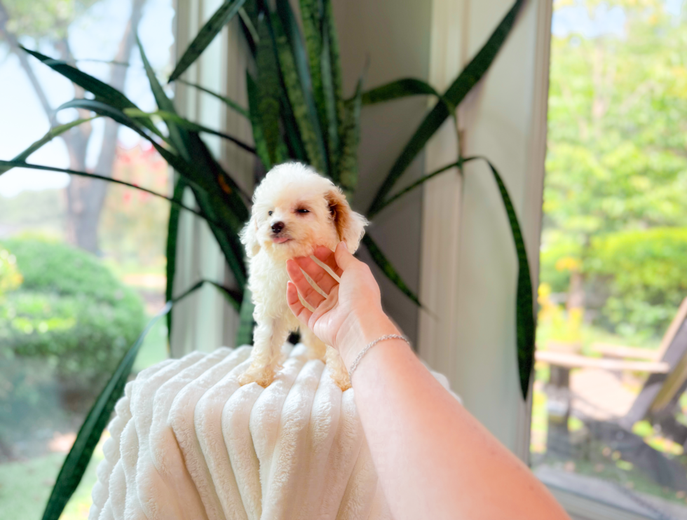 Cavapoo Puppy for Adoption