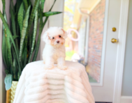 13 week old Cavapoo Puppy For Sale - Simply Southern Pups