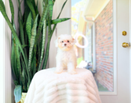 13 week old Cavapoo Puppy For Sale - Simply Southern Pups