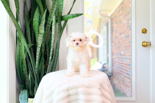 Best Cavapoo Baby