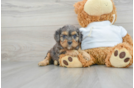 Cavapoo Pup Being Cute