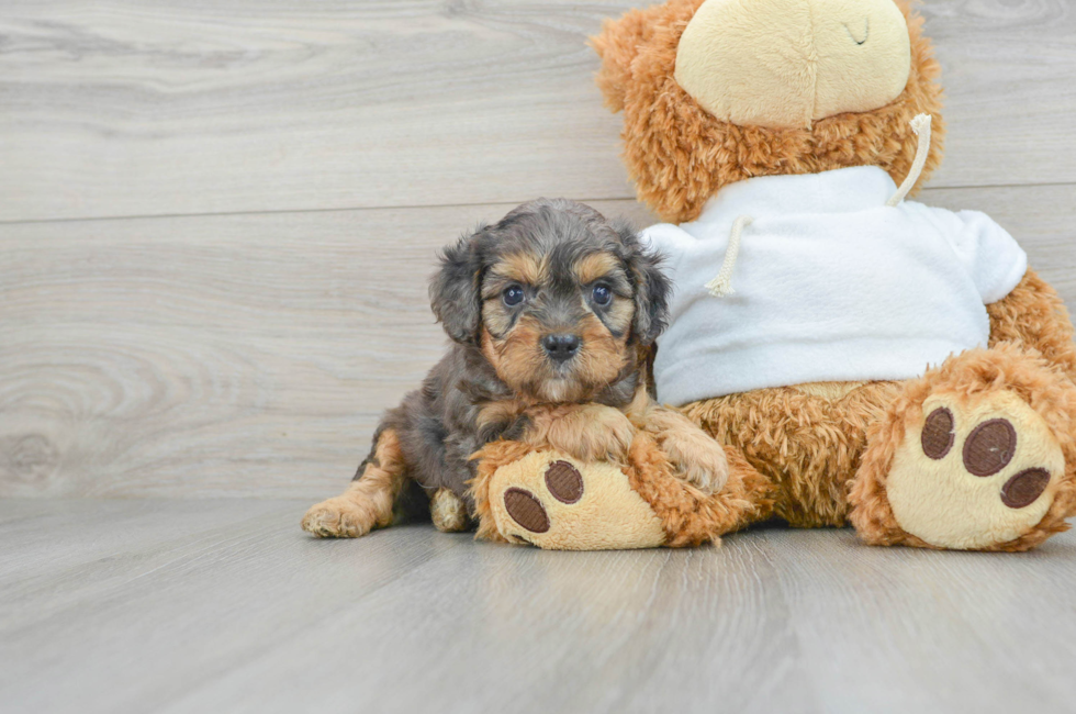 7 week old Cavapoo Puppy For Sale - Simply Southern Pups