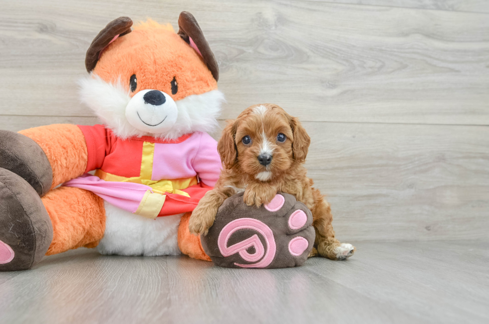 5 week old Cavapoo Puppy For Sale - Simply Southern Pups