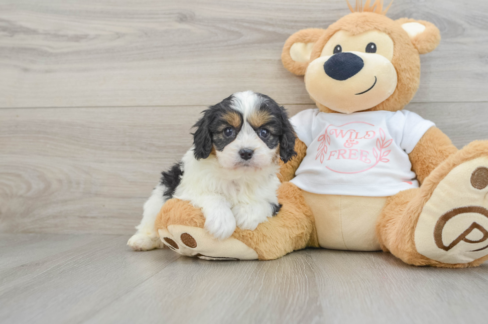 6 week old Cavapoo Puppy For Sale - Simply Southern Pups