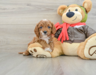 9 week old Cavapoo Puppy For Sale - Simply Southern Pups