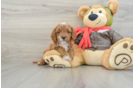 Cute Cavapoo Baby