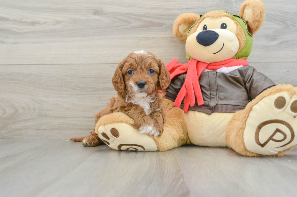 6 week old Cavapoo Puppy For Sale - Simply Southern Pups