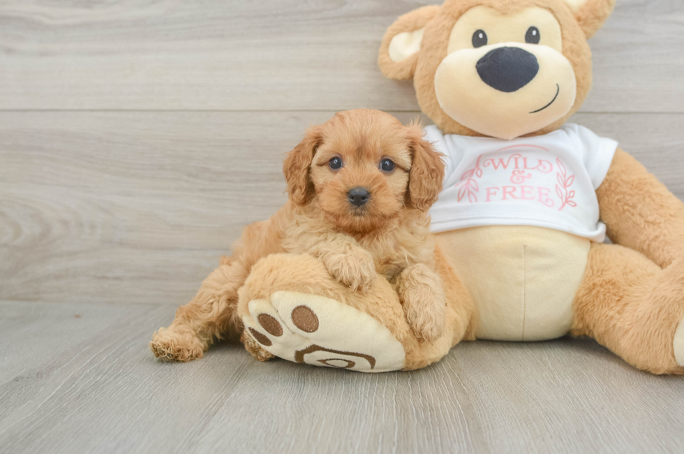 5 week old Cavapoo Puppy For Sale - Simply Southern Pups